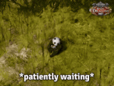 a panda bear is laying in the grass with the words " patiently waiting " above it