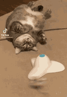 Lazy Cat GIF - Lazy Cat Unskilled GIFs