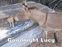 Goodnight Lucy Goodnight Donkey GIF - Goodnight Lucy Goodnight Donkey Donkey And Cat GIFs