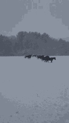 Winter Is Coming Excited GIF - Winter Is Coming Excited Horse GIFs