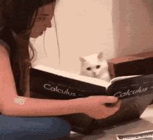 Calculus Cat Cat Math GIF - Calculus Cat Cat Math Studying Cat GIFs