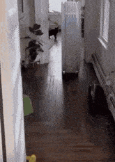 a black cat is walking down a hallway next to a white suitcase