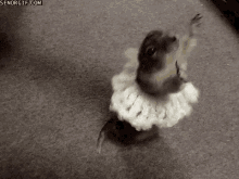 Prairiedog Twirling GIF - Prairiedog Twirling Dance GIFs