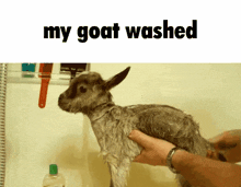 My Goat Washed My Goat Is Washed GIF