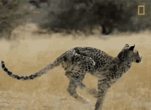 Leopard Hunting National Geographic GIF