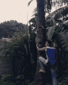 gilon climb up tree coconut tree picking coconuts