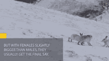 But With Female Slightly Bigger Than Males They Usually Get The Final Say National Geographic GIF