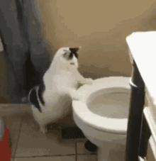 廁所 馬桶 太胖 貓咪 尿尿 GIF