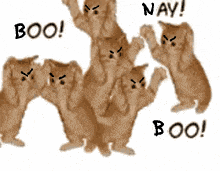 Boo Cat Nay Cat GIF