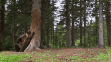 Bear Forest GIF - Bear Forest Trees GIFs
