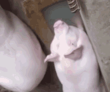 a couple of pigs are standing next to each other in a shed .