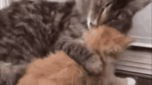 Cats Kittens GIF - Cats Kittens Animals GIFs