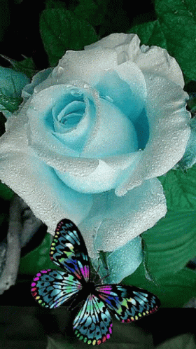 Butterfly And Rose Wallpapers  Wallpaper Cave