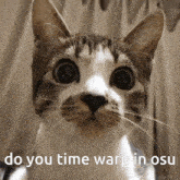 Kitten Timewarp GIF - Kitten Timewarp Osu GIFs