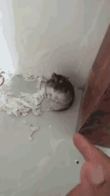 Bang Bang Little Man GIF - Hamster Plays Dead Shot Gun GIFs