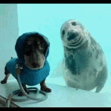 Dog Seal GIF - Dog Seal Dogseal GIFs