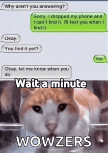 a cat is looking at a text message that says " wait a minute wowzers "