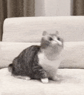 a cat is sitting on a white couch and looking up .