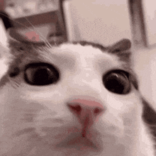 Cat Stare GIF - Cat Stare Blink GIFs