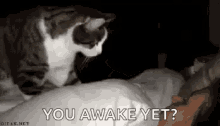 Wake Up Cat Tapping GIF - Wake Up Cat Tapping GIFs