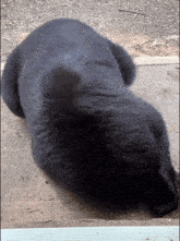 a black bear is laying on its back on a sidewalk