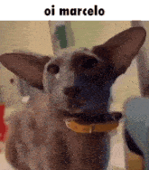 a cat with a yellow collar is looking at the camera with the caption oi marcelo