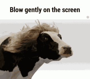 GIF Blow Gently On The Screen Cow Cattle Discover Share GIFs