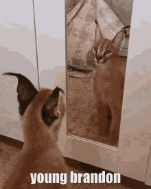 Caracal Cute GIF - Caracal Cute Cat GIFs