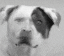 Dogs Animals GIF - Dogs Animals Really Cool GIFs