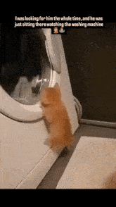 a kitten standing next to a washing machine with a caption that says i was looking for him