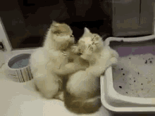 Cat Massage GIF - GIFs