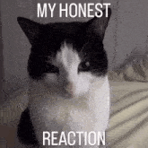 My Honest Reaction Cat GIF