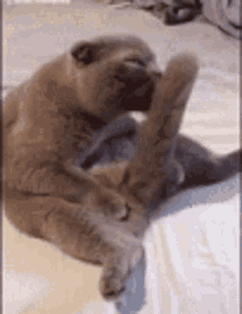 GIF