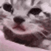 a close up of a cat 's face with a stump in the background .