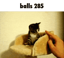 a kitten is sitting in a cat tree and a person is touching it