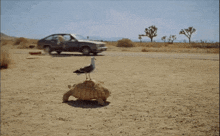 a seagull sits on top of a turtle in a desert