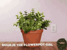 boukje flowerpot plant pietkeutel peterdelang