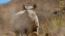 Look Away Protecting The Black Rhinos GIF - Look Away Protecting The Black Rhinos Mission Critical GIFs