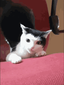 a black and white cat is laying on a pink couch