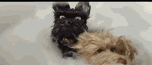 Dog Fight Stop Anmation GIF - Dog Fight Stop Anmation Clay Annimation GIFs