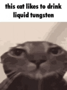 a close up of a cat 's face with the words `` this cat likes to drink liquid tungsten '' .