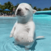 a white puppy is standing in a pool of water with its eyes closed