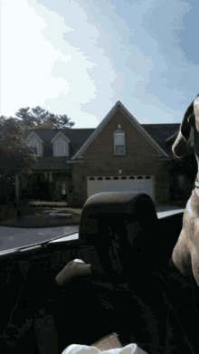 Freedom Dog In Convertible Car GIF