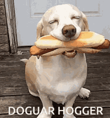 Hogar Hogger GIF - Hogar Hogger Hoagie GIFs