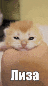 a small kitten is being held in someone 's hand with the name lisa written on the bottom