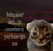 a picture of a cat with the words feeling alone don 't i 'm somewhere in your house right now below it