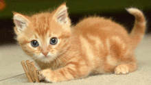 a kitten playing with a pair of clothespins