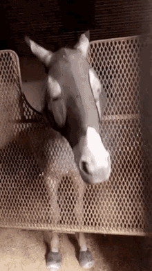 Horse Riding GIF - Horse Riding Yes GIFs