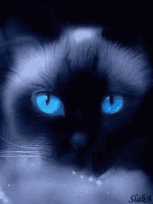 Persian Kitty Kittyblueeyes GIF - Persian Kitty Kittyblueeyes GIFs