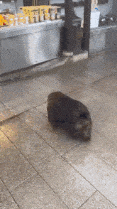 a dog is laying on a tiled floor in front of a display of canned goods